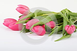 Pink Tulip flowers