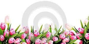 Pink tulip flowers border