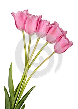 Pink tulip flowers bouquet