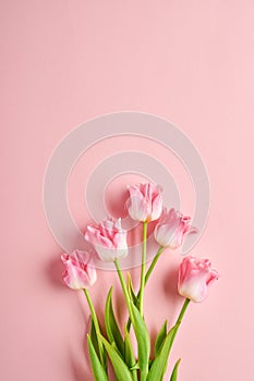 Pink tulip flowers bouquet on front of pink background. Easter Greeting card. With copy space