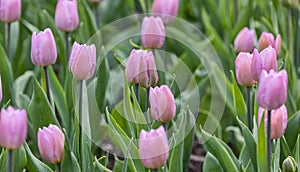 Pink tulip flowers on bright green background