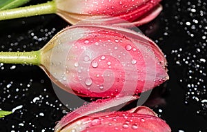 Pink Tulip Flowers. Drops. Reflection. Macro