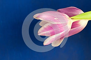 Pink tulip flowers in front of blue background