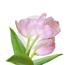Pink tulip flowers and green leaves in a spring floral arrangement isolated