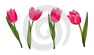 Pink tulip flowers. Realistic Vector photo