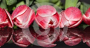 Pink Tulip Flowers. Reflection. Drops. Macro