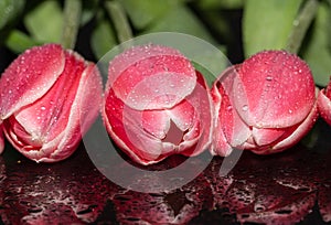 Pink. Tulip Flowers. Reflection. Drops. Macro
