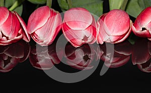 Pink Tulip Flowers. Reflection. Spring. Macro