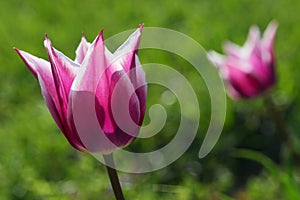 Pink tulip flowers with spiky petals and white edges, Claudia hybrid kind