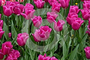 Pink tulip flowers in spring garden, park