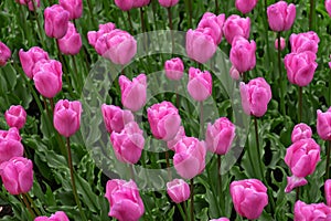 Pink tulip flowers in spring garden, park