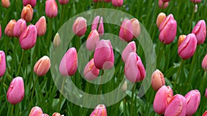 Pink tulip flowers in spring garden, park.