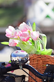 Pink tulip flowers in a wickery bike basket