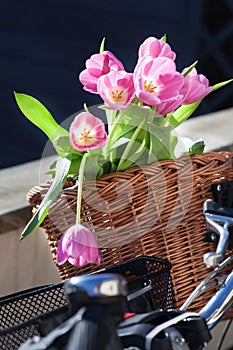 Pink tulip flowers in a wickery bike basket