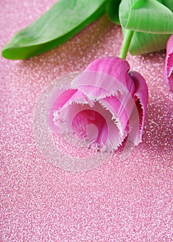 Pink tulip with fringe close-up on pink background with glitter