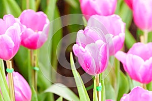 Pink tulip in garden