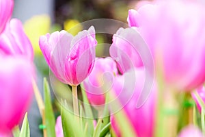 Pink tulip in garden