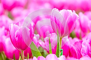 Pink tulip in garden