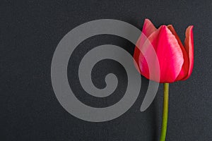 Pink tulip on a gray concrete background and chalk board.