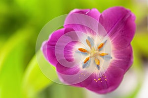 Pink tulip on green blurred background. Macro. Abstract. Close-up. Horizontal. Mock up with copy space for greeting card