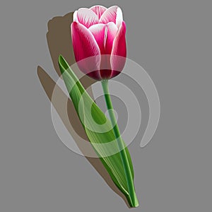Pink tulip with a green leaf on grey background