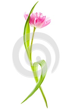 Pink tulip, isolated