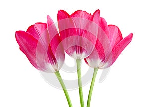 Pink tulip isolated photo