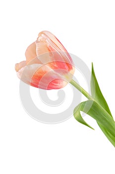 The pink tulip isolated on white