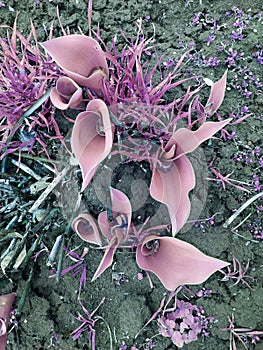 Pink tulip leaves in natural environment in soil