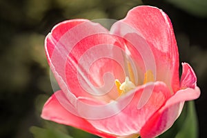 Pink tulip macro