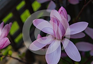 Pink tulip magnolia flower, Magnolia liliflora. Bright blossoming pink flower of Magnolia campbellii shrub in garden