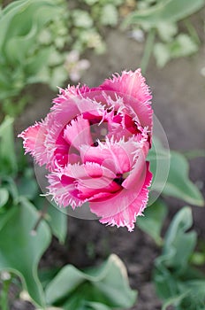 Pink tulip Mascotte photo