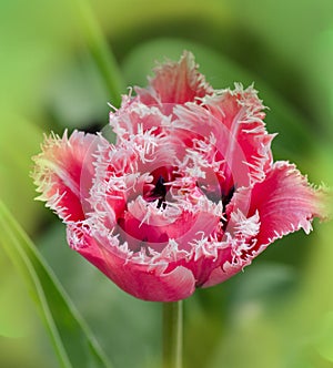 Pink tulip Mascotte photo