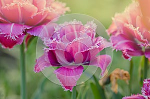 Pink tulip Mascotte photo
