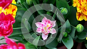 A pink tulip with other bright pink and yellow tulips and tulip buds around it