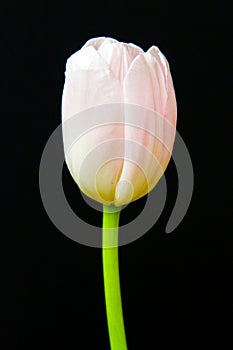 Pink tulip over black indoors background