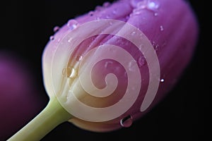 Pink tulip with raindrops