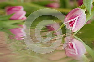 Pink tulip with reflection against defocused background