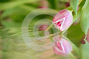 Pink tulip on with reflection on a green water surface