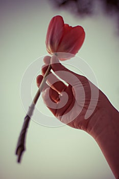 Pink tulip in the right woman hand. Young girl with golden jewelry on fingers holding a flower.