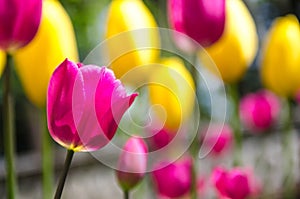 Pink tulip in sea of tulips