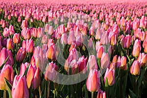 Pink tulip springtime