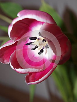 Pink tulip photo