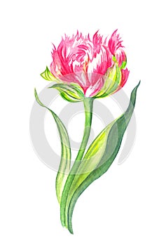 Pink tulip Terry, watercolor on a white background isolated