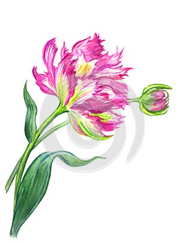 Pink tulip Terry, watercolor on a white background isolated