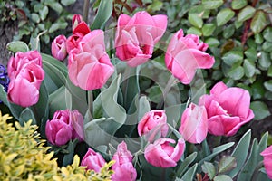 Pink tulip, tulip time, spring background