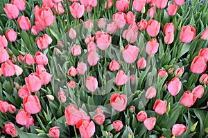 Pink tulip, tulip time, spring background, flower background