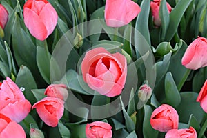 Pink tulip, tulip time, spring background, flower background