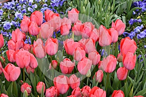 Pink tulip, tulip time, spring background, flower background