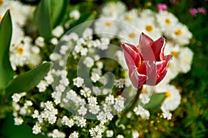 pink tulip under the spring sun, in the middle of white flowers